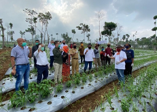 Ketua DPD RI Lanyalla Kunjungi Sentra Bawang di Cianjur
