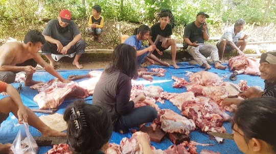 PALAM SMA Negeri 2 Padang Kurban 4 Ekor Sapi di Lubuk Minturun