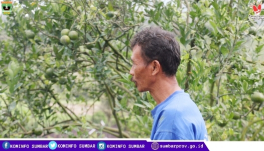 Agrowisata Jeruk Gunung Omeh Koto Tinggi Butuh Sentuhan Pemerintah
