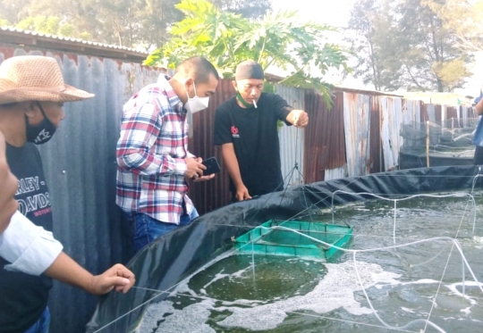 Audy Prioritaskan Pengembangan Tambak Udang Vaname di Sumbar