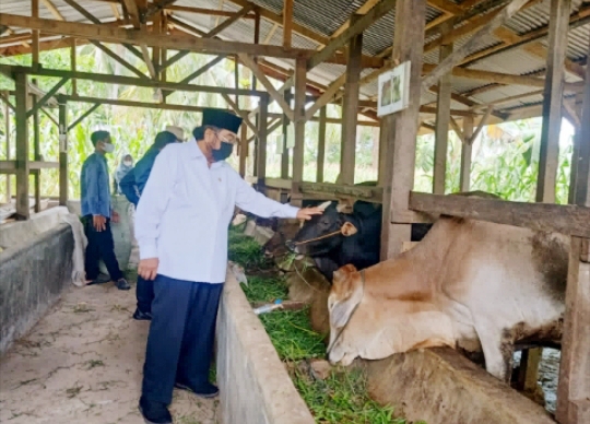 Leonardy Kunjungi BUMDes Naras Hilir yang Kembangkan Usaha Penggemukan Sapi