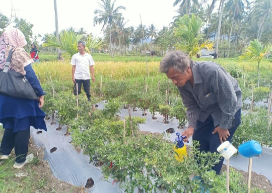 Tim PKM UMMY Beri Solusi ke Petani Nagari Paninggahan Atasi Penyakit Cabai