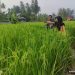 Basawah Pokok Murah, Petani di Sungai Pagu Pakai Pola Tanam MTOT