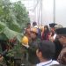 Bupati Eka Putra Ikut Panen Raya Budidaya Melon Sistem Green House di SMKN 2 Batusangkar