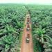 Perusahaan Perkebunan Sawit di Dalam Kawasan Hutan Tanpa Mengantongi Izin Usaha
