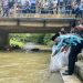 Lepas 10.000 Benih Ikan Nila, Bupati Sijunjung: Semoga Dapat Menjaga Ketahanan Pangan