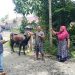 H Beny Saswin Nasrun Serahkan 12 Sapi Qurban