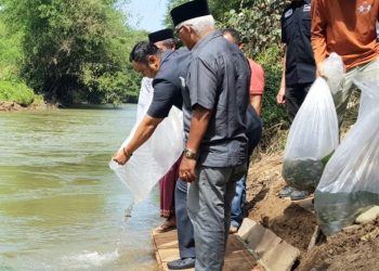 Tingkatkan Perekonomian Daerah, Bupati Sijunjung Tebar 10 Ribu Benih Ikan