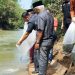 Tingkatkan Perekonomian Daerah, Bupati Sijunjung Tebar 10 Ribu Benih Ikan