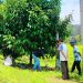 Kelompok Tani Tunas Harapan Limau Manis Padang Praktekkan Sanitasi Kebun dan Pemupukan Tanaman Manggis Bersama Dosen Unand