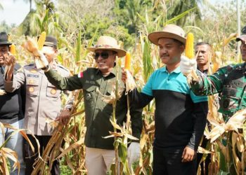 Bupati Tanah Datar Eka Putra Panen Raya Perdana Jagung Garapan Petani Milenial di Rambatan