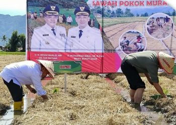 Tingkatkan Produksi Padi, Agam Canangkan Basawah Pokok Murah