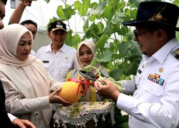 Bupati Eka Putra Panen Melon Hasil Konsep Pertanian Modern
