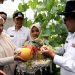 Bupati Eka Putra Panen Melon Hasil Konsep Pertanian Modern