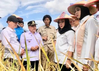 Dimulai dari Agam, Program Sawah Pokok Murah Bakal Dikembangkan Secara Nasional