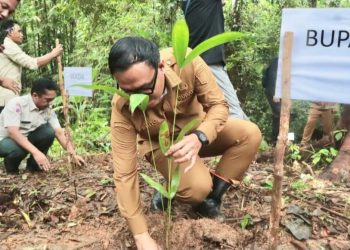Bupati Mentawai Rinto Wardana Launching Penanaman 90 Ribu Batang Rotan Manau