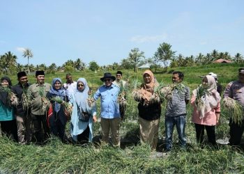 Bupati Eka Putra Apresiasi Panen Bawang Merah Kelompok Tani di Nagari Cubadak