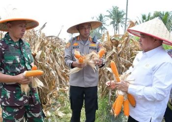 Panen Raya Jagung Serentak di Ampek Angkek, Dorong Ketahanan Pangan dan Pemberdayaan Petani