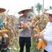 Panen Raya Jagung Serentak di Ampek Angkek, Dorong Ketahanan Pangan dan Pemberdayaan Petani