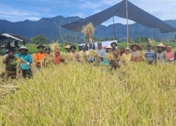 Panen Perdana Sawah Pokok Murah di Tanjung Raya Tunjukkan Hasil Menggembirakan