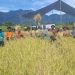 Panen Perdana Sawah Pokok Murah di Tanjung Raya Tunjukkan Hasil Menggembirakan