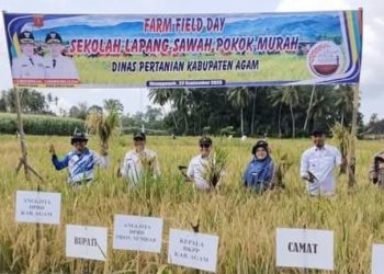 Panen Raya Sawah Pokok Murah di Manggopoh Tingkatkan Produktivitas Padi