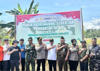 Dukung Swasembada Pangan 2025, Mentawai Panen Raya Jagung Serentak Kuartal III
