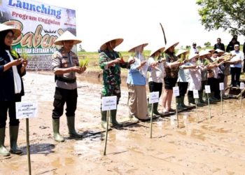 Melalui Program Babendi, Petani Tanah Datar Dapat Bantuan Bibit Unggul Padi