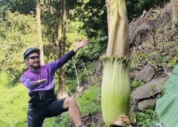 Pesona Sarasah Paraman Talang dan Keunikan Bunga Bangkai di Nagari Bawan