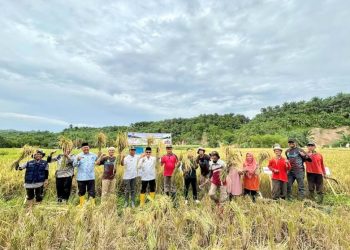 Panen Perdana SPM di Salareh Aia Utara Kabupaten Agam Hasilkan 8,1 Ton per Hektar