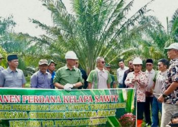 Gubernur Sumbar Bersama Bupati Agam Panen Perdana Kelapa Sawit di Salareh Aia Barat Palembayan