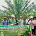 Gubernur Sumbar Bersama Bupati Agam Panen Perdana Kelapa Sawit di Salareh Aia Barat Palembayan