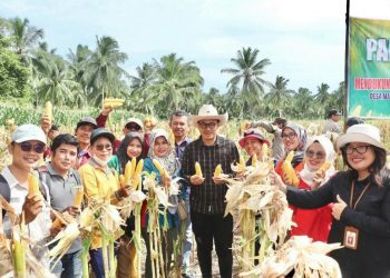 Penguatan Ketahanan Pangan, Bupati Mentawai Panen Raya Jagung di Desa Mara Sipora Selatan