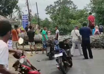 Cuaca Ekstrem, Pemkab Tanah Datar Minta Warga Waspada Angin Kencang dan Pohon Tumbang