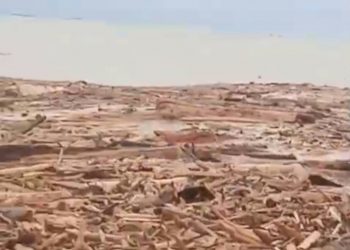 Jejak Banjir Bandang, Pantai Berubah Jadi Lautan Kayu