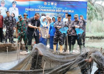 Kodaeral II Padang Panen Raya Ikan Nila di Desa Kampung Kandang Pariaman