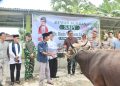 Sambut Idul Adha 2026, Bupati Mentawai Serahkan Sapi Kurban ke Mesjid Al-Furqon Sikakap