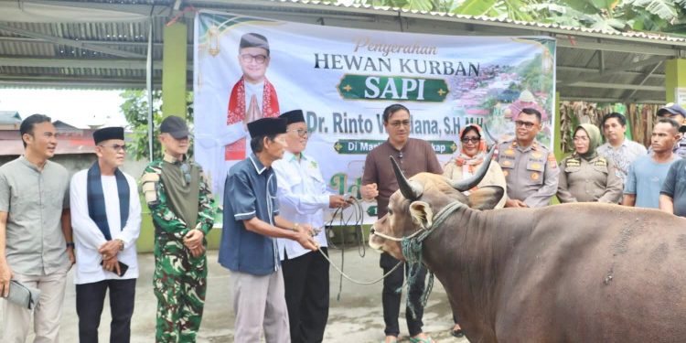 Idul Adha 1447 H, Bupati Mentawai Serahkan Sapi Kurban ke Mesjid Al-Furqon Sikakap