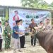 Sambut Idul Adha 2026, Bupati Mentawai Serahkan Sapi Kurban ke Mesjid Al-Furqon Sikakap