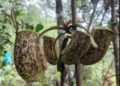 Potensi Besar Mikroorganisme Lokal Sumbar; Bakteri dari Kantong Semar Bisa Jadi Sumber Enzym Industri