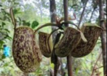 Potensi Besar Mikroorganisme Lokal Sumbar; Bakteri dari Kantong Semar Bisa Jadi Sumber Enzym Industri