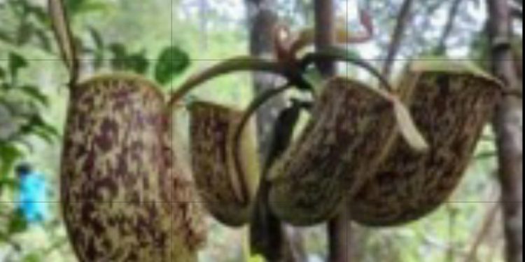 Potensi Besar Mikroorganisme Lokal Sumbar; Bakteri dari Kantong Semar Bisa Jadi Sumber Enzym Industri