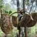Potensi Besar Mikroorganisme Lokal Sumbar; Bakteri dari Kantong Semar Bisa Jadi Sumber Enzym Industri