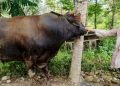 Sapi Kurban Bantuan Presiden Prabowo Seberat 960 Kg, Disembelih di Masjid Ilham Sungai Geringing