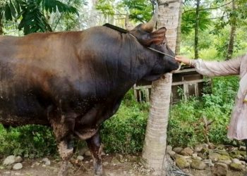 Sapi Kurban Bantuan Presiden Prabowo Seberat 960 Kg, Disembelih di Masjid Ilham Sungai Geringing