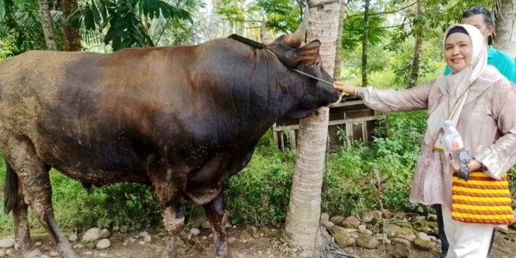 Sapi Kurban Bantuan Presiden Prabowo Seberat 960 Kg, Disembelih di Masjid Ilham Sungai Geringing