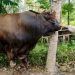 Sapi Kurban Bantuan Presiden Prabowo Seberat 960 Kg, Disembelih di Masjid Ilham Sungai Geringing