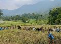 Panen Raya Mina Padi Sawah Pokok Murah Jorong Cicawan Paninjauan Hasilkan 10,25 Ton/Ha