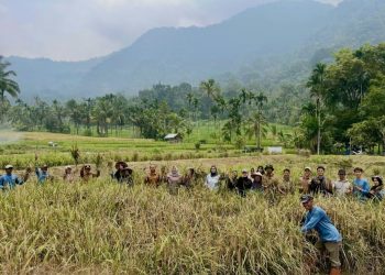 Panen Raya Mina Padi Sawah Pokok Murah Jorong Cicawan Paninjauan Hasilkan 10,25 Ton/Ha