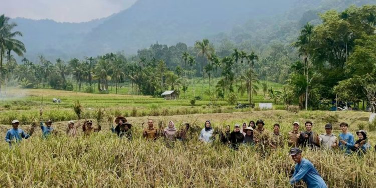 Panen Raya Mina Padi Sawah Pokok Murah Jorong Cicawan Paninjauan Hasilkan 10,25 Ton/Ha